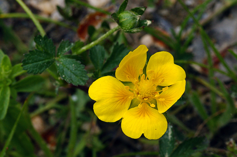 Potentilla reptans